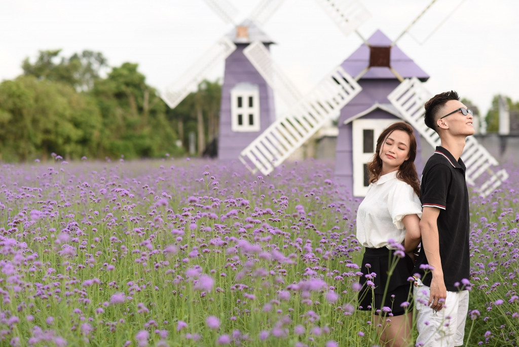 Các cặp đôi lãng mạn lựa chọn cánh đồng oải hương thảo làm nơi chụp ảnh kỷ niệm và ảnh cưới
