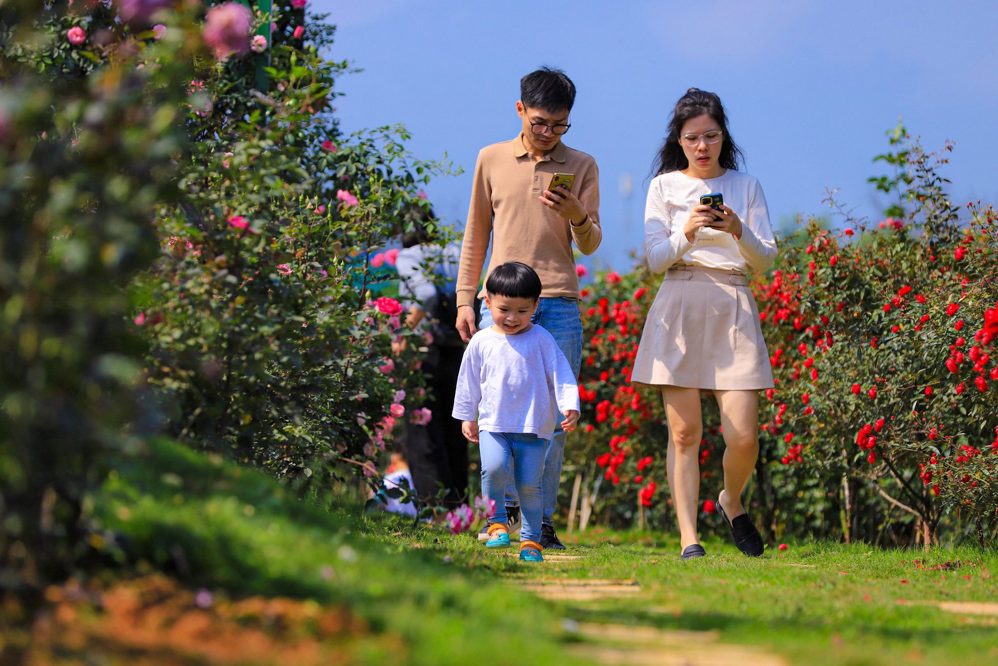 Các gia đình cùng trẻ nhỏ đang vui chơi và chụp ảnh trong vườn hoa hồng
