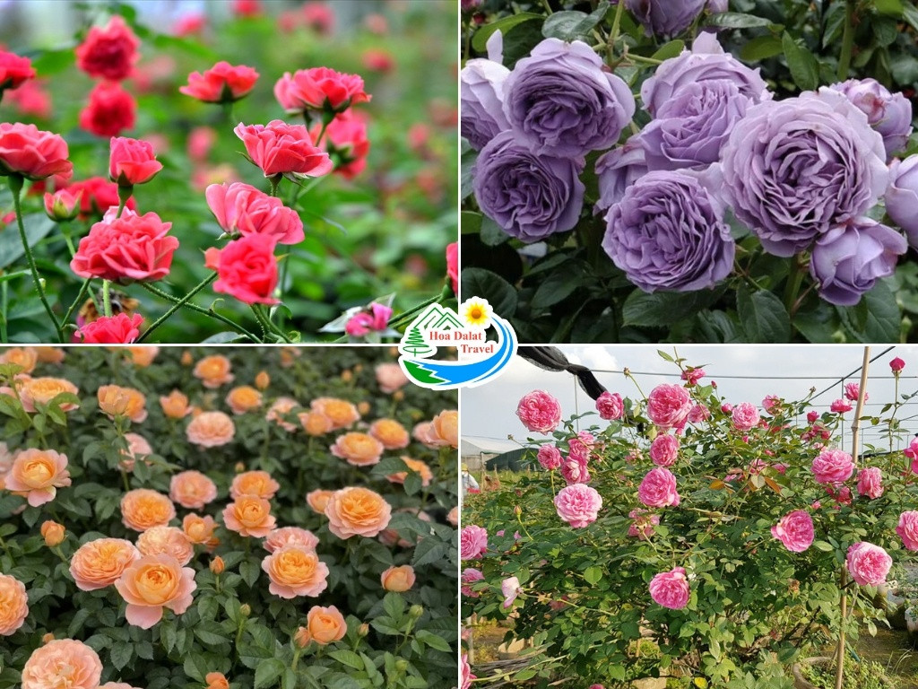 Các loại hoa hồng phổ biến tại Đà Lạt