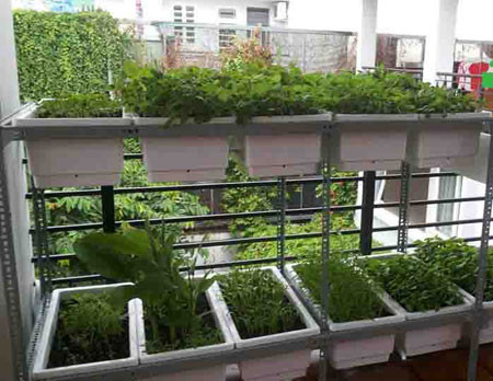 Các loại kệ trồng rau sạch cho vườn hoa ban công chung cư
