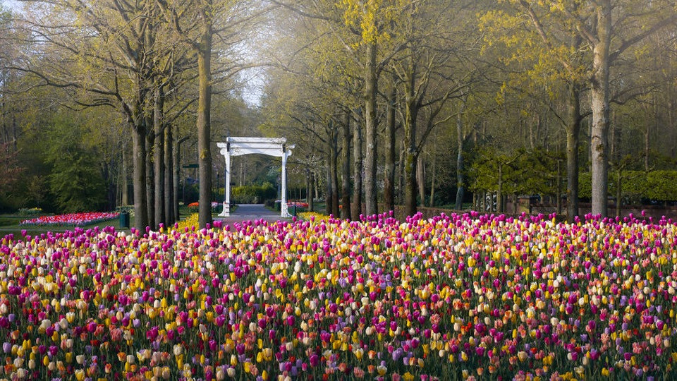Cận cảnh bông hoa tulip hồng phấn khoe sắc rực rỡ ở Keukenhof