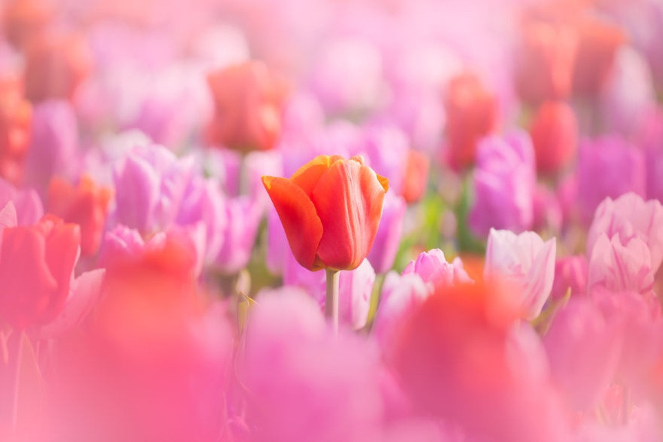 Cận cảnh bông hoa tulip hồng phấn tuyệt đẹp tại vườn Keukenhof