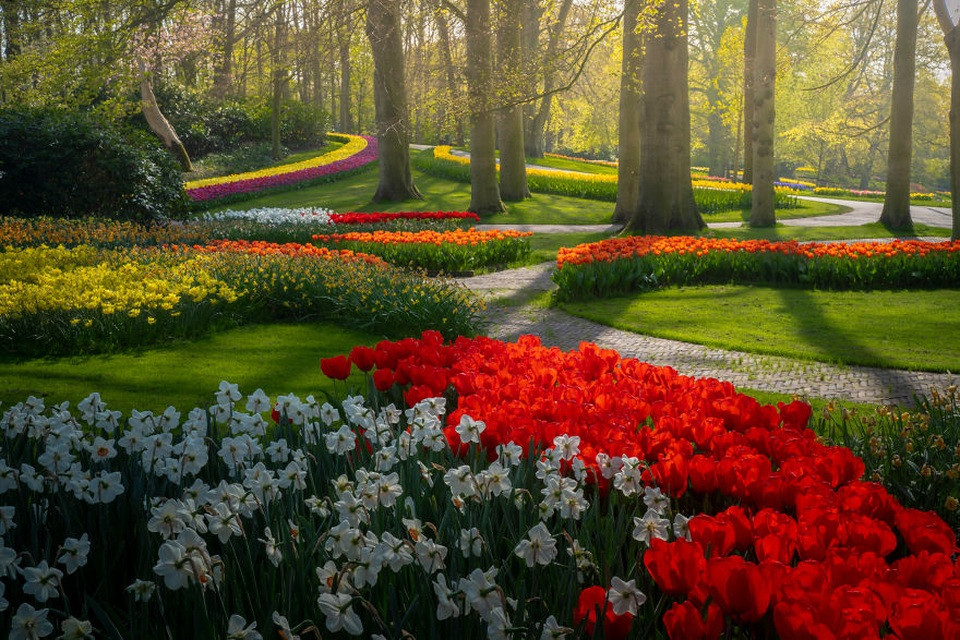 Cận cảnh những bông hoa tulip hồng và tím tuyệt đẹp tại Keukenhof