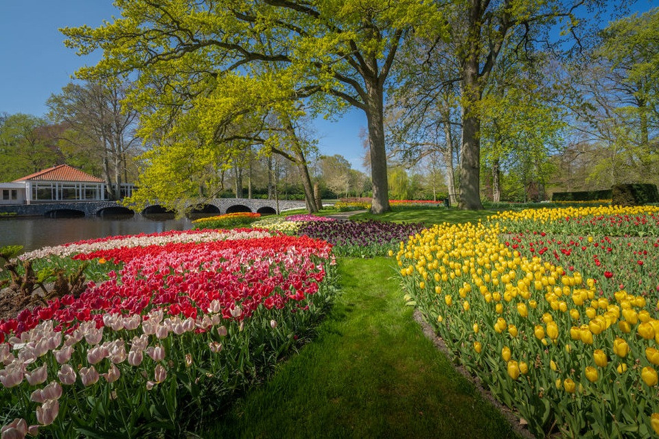 Cận cảnh vườn hoa tulip tím và vàng nở rộ dưới ánh nắng