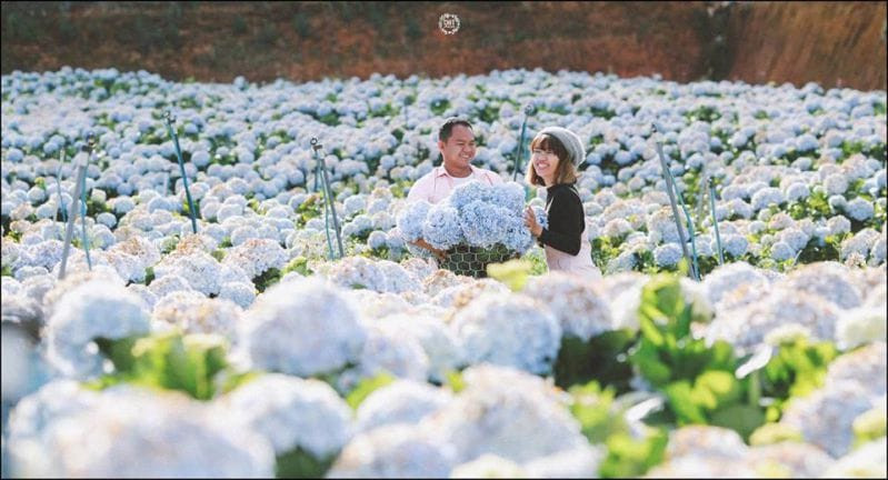 Cánh đồng Cẩm Tú Cầu Đà Lạt mùa hoa nở