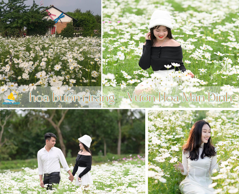 Cánh đồng hoa bướm trắng tinh khôi nở rộ tại Vườn hoa Mãn Đình Hồng Tiền Giang