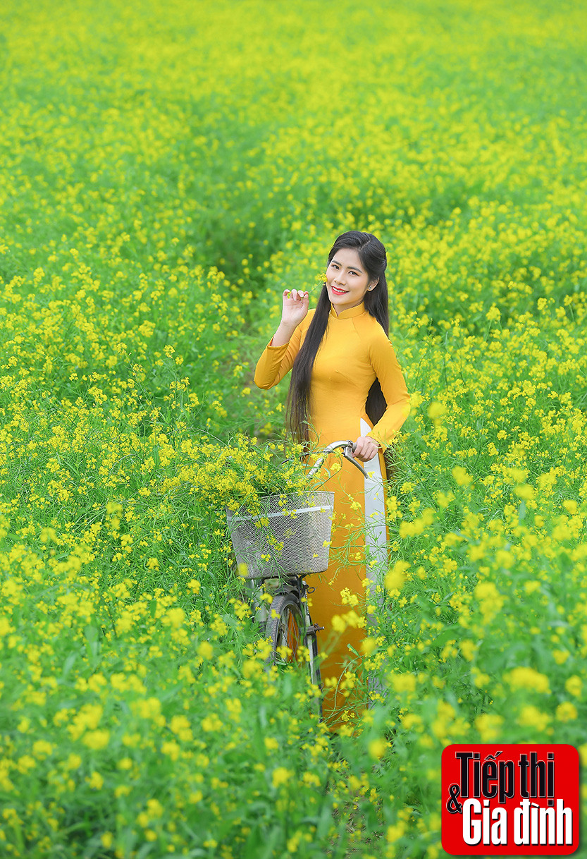 Cánh đồng hoa cải vàng rực rỡ ở Gia Lâm, Hà Nội, vẻ đẹp thân thương, giản dị