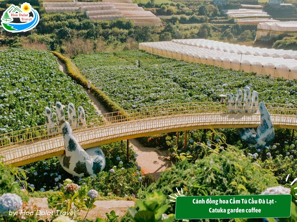 Cánh đồng hoa cẩm tú cầu Catuka Garden &amp; Coffee rộng lớn, khung cảnh thiên nhiên