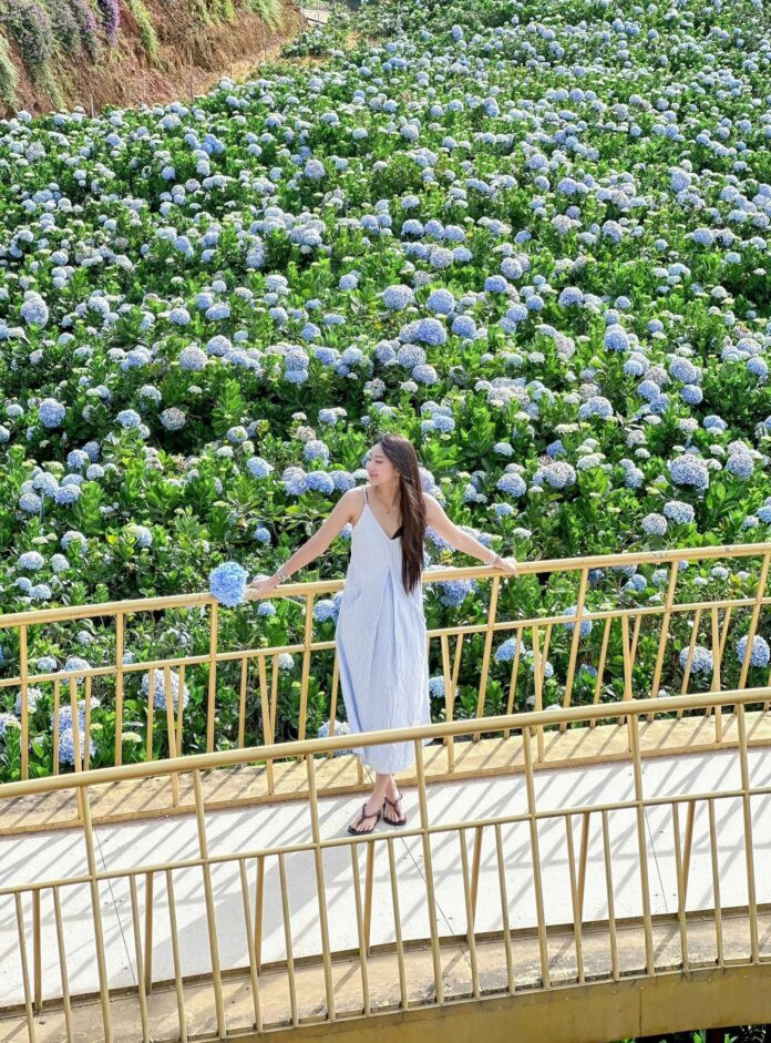 Cánh đồng hoa cẩm tú cầu rộng lớn tại Catuka Garden &amp; Coffee, với đa dạng sắc hoa và tiểu cảnh check-in độc đáo.