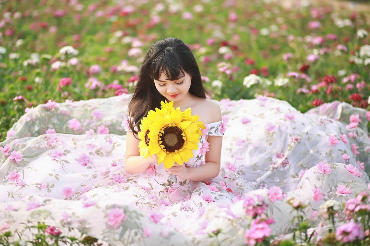Cánh đồng hoa cúc Shinha rực rỡ tại Thảo nguyên hoa Long Biên