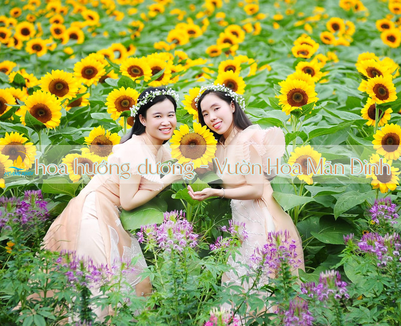 Cánh đồng hoa hướng dương rực rỡ tại Vườn hoa Mãn Đình Hồng Mỹ Tho Tiền Giang
