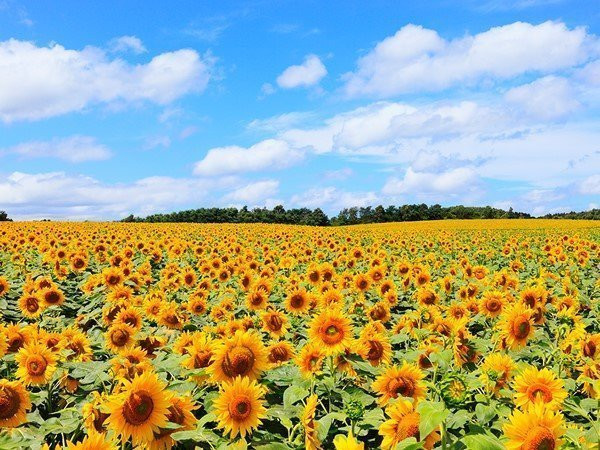 Cánh đồng hoa hướng dương vàng rực dưới ánh nắng mặt trời tại Himawari no Sato, Hokkaido.