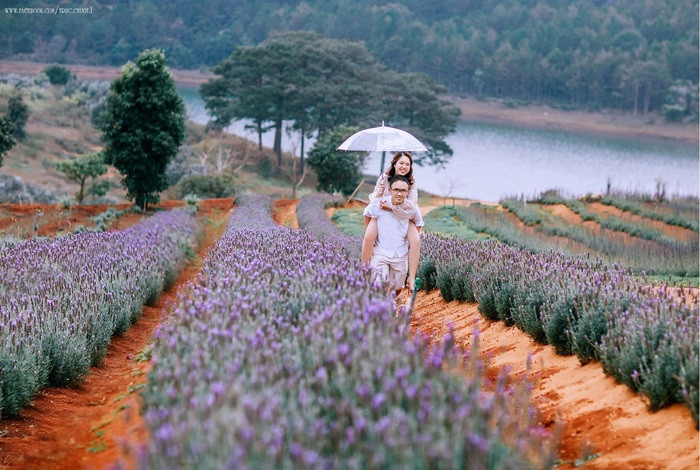 Cánh đồng hoa lavender Đà Lạt rực rỡ sắc tím mộng mơ, biểu tượng vẻ đẹp của các allintitle:Địa chỉ vườn hoa lavender đà lạt