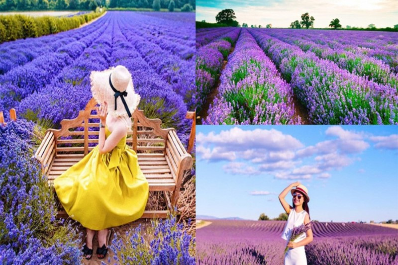 Cánh đồng hoa lavender tại Cầu Đất Farm