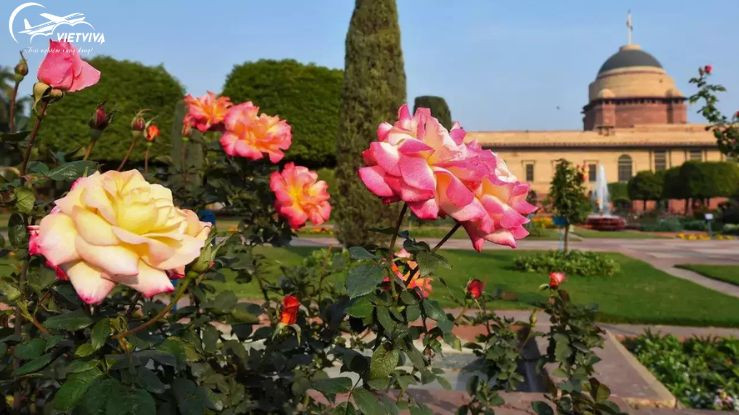 Cánh đồng hoa Mughal Gardens Ấn Độ