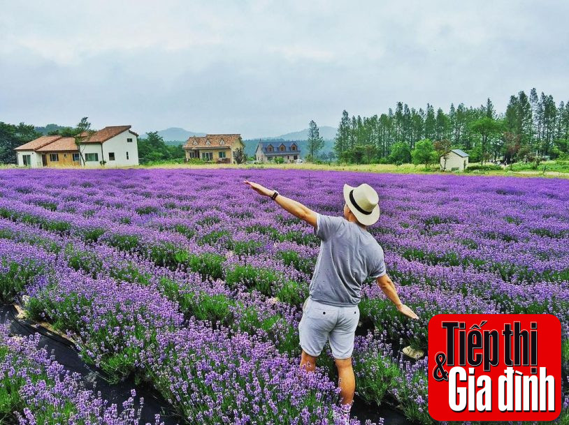 Cánh đồng hoa oải hương tím biếc tại Đà Lạt, vẻ đẹp lãng mạn tựa trời Âu