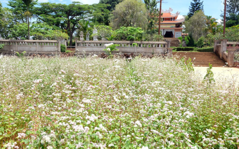 Cánh đồng hoa tam giác mạch bình dị tại chùa Vạn Đức