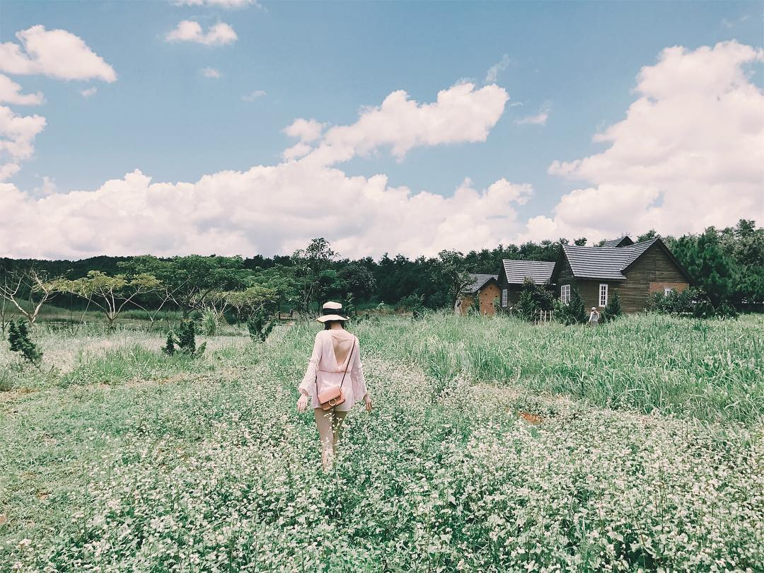 Cánh đồng hoa tam giác mạch nở rộ tại Đà Lạt Milk Farm, tạo nên khung cảnh lãng mạn