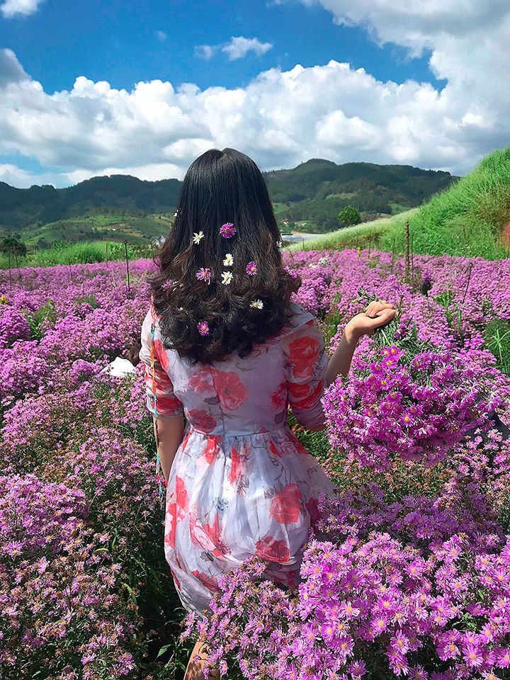 Cánh đồng hoa Thạch Thảo tím Đà Lạt