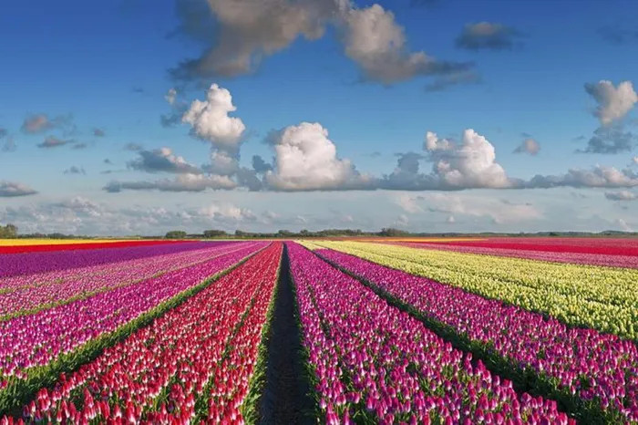 Cánh đồng hoa tulip rực rỡ sắc màu ở Hà Lan, tạo thành một bức tranh cầu vồng khổng lồ tuyệt đẹp.