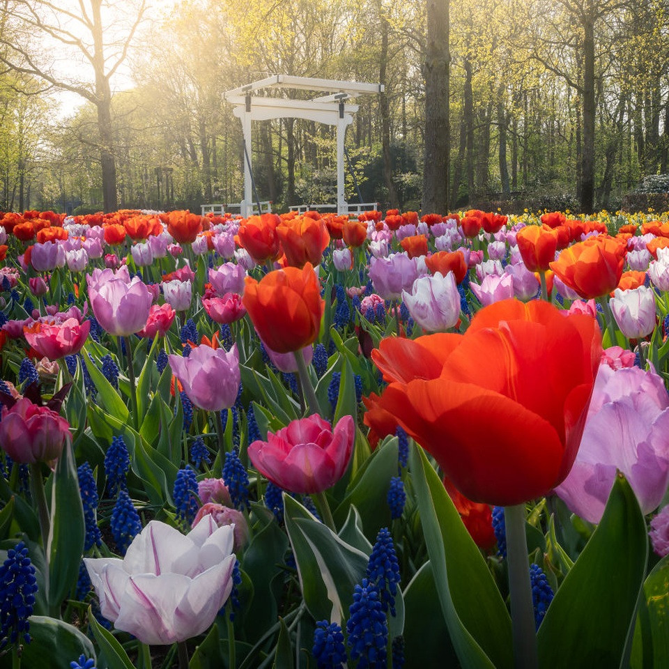 Cánh đồng tulip nhiều màu sắc rực rỡ dưới ánh nắng