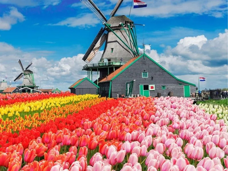 Cảnh quan lộng lẫy của Vườn hoa tulip Hà Lan vào mùa cao điểm
