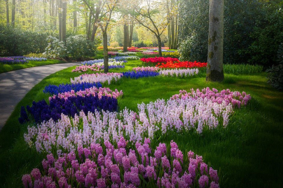 Cảnh quan yên bình tại vườn hoa Keukenhof vắng khách, hoa tulip khoe sắc