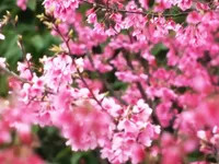 Cảnh sắc hoa anh đào rực rỡ tại Giang Tây, Trung Quốc, gợi nhớ sự kỳ công trong việc kiến tạo những vườn hoa ấn tượng, như Vườn hoa hồng lớn nhất Việt Nam.