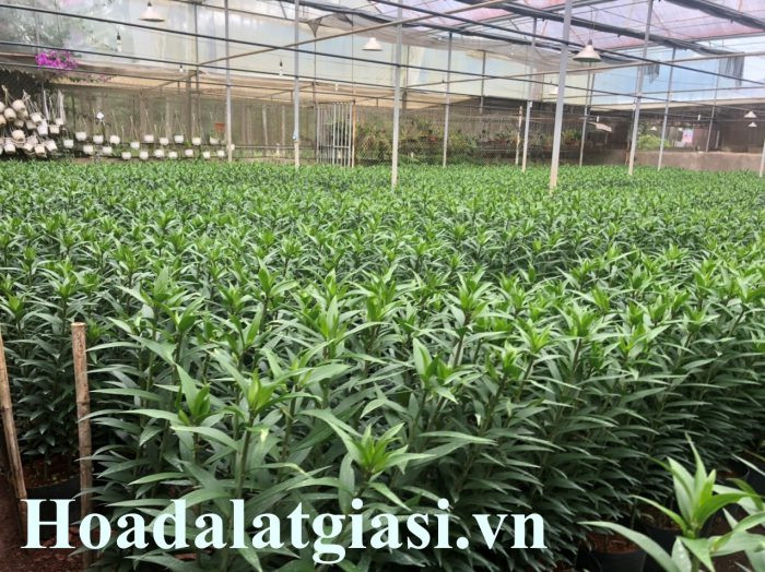 Cảnh thu hoạch và đóng gói hoa ly Đà Lạt tại vườn để đảm bảo chất lượng tươi mới