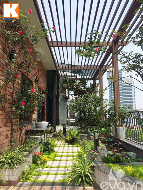 Cặp hồng cổ Sapa cao lớn, khoe sắc giữa vườn hoa gần Hồ Tây, biểu tượng của vẻ đẹp bền bỉ.