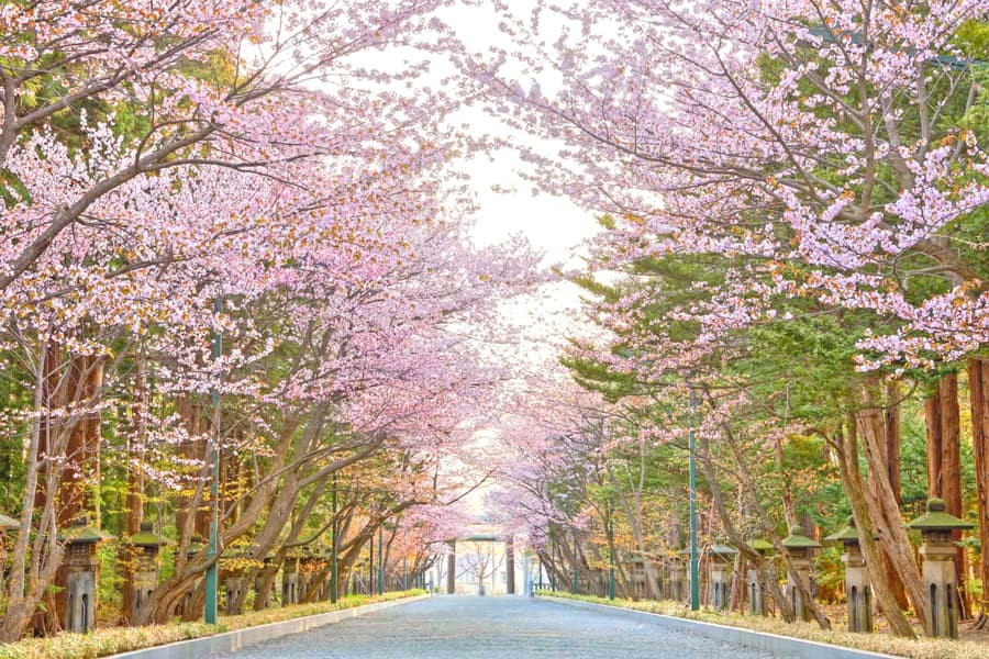 Cây anh đào Shidarezakura khổng lồ, biểu tượng của Công viên Maruyama, rực rỡ sắc hoa anh đào Nhật Bản vào mùa xuân