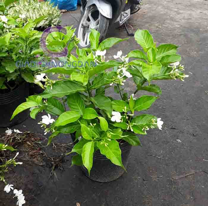 Cây Hoa Lài Tây Trồng Trang Trí Sân Vườn