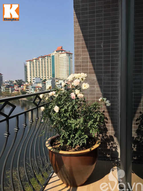 Cây hồng ban công khoe sắc dưới nắng, một góc nhỏ của vườn hoa gần Hồ Tây.