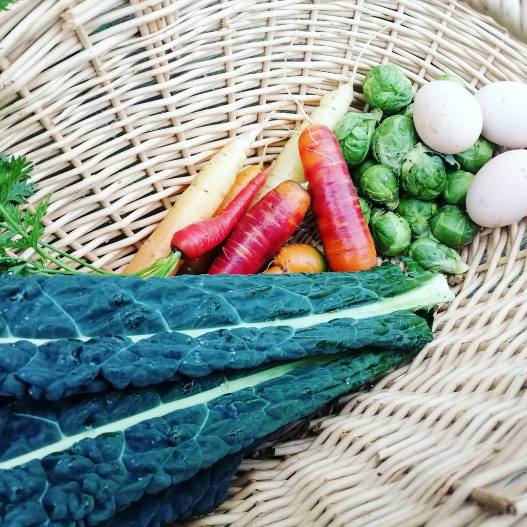 Cây ớt chuông với những quả xanh và đỏ trong vườn hoa và rau đẹp