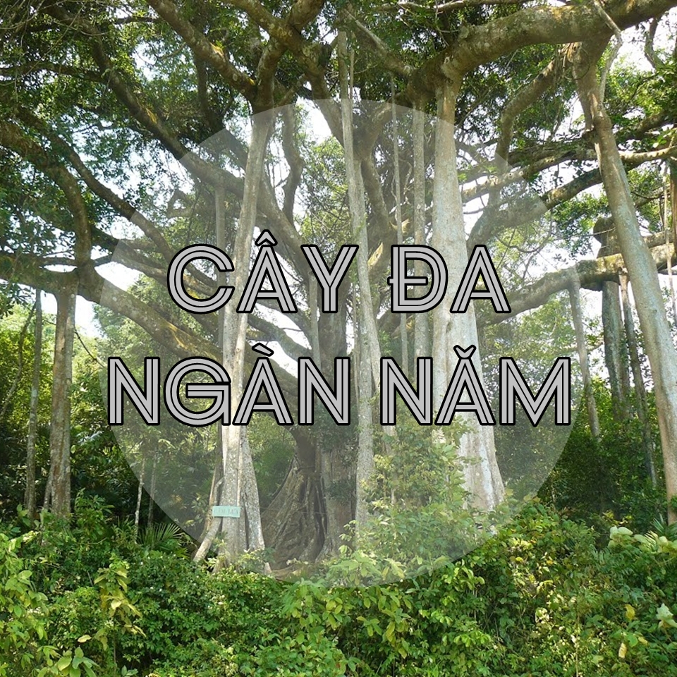 Bán đảo Sơn Trà