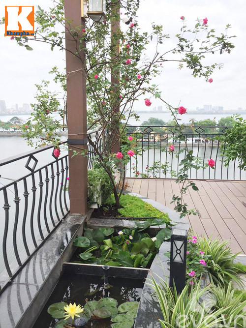 Chăm sóc gốc hồng cổ Sapa bằng phân bò hữu cơ trong vườn hoa gần Hồ Tây, đảm bảo dinh dưỡng.