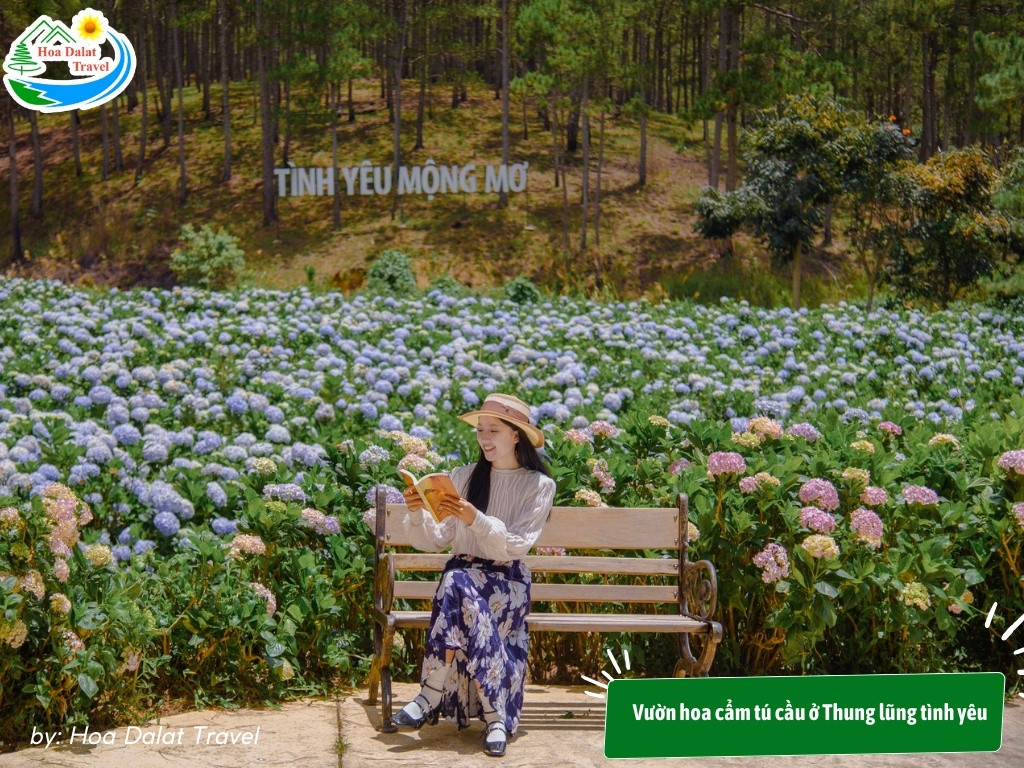 Check in những khóm hoa cẩm tú cầu rực rỡ, thơ mộng và yên bình ở Thung lũng Tình Yêu