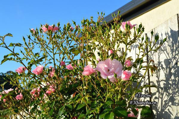 Chị Luyến tận hưởng khu vườn hoa hồng của mình, nơi tình yêu và đam mê nở rộ như những cánh hoa.
