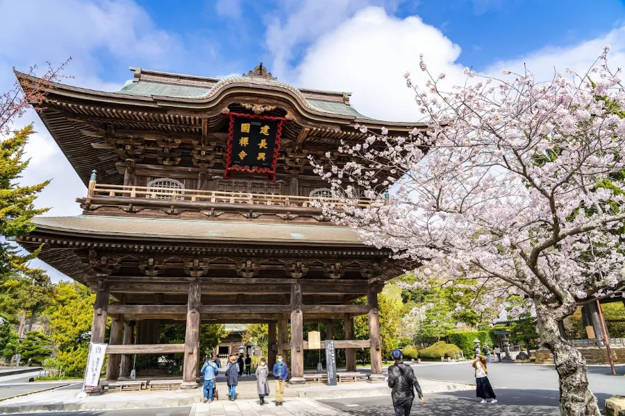 Chùa Kencho-ji cổ kính được bao phủ bởi sắc hồng của hoa anh đào Nhật Bản, mang đến vẻ đẹp trang nghiêm và lãng mạn