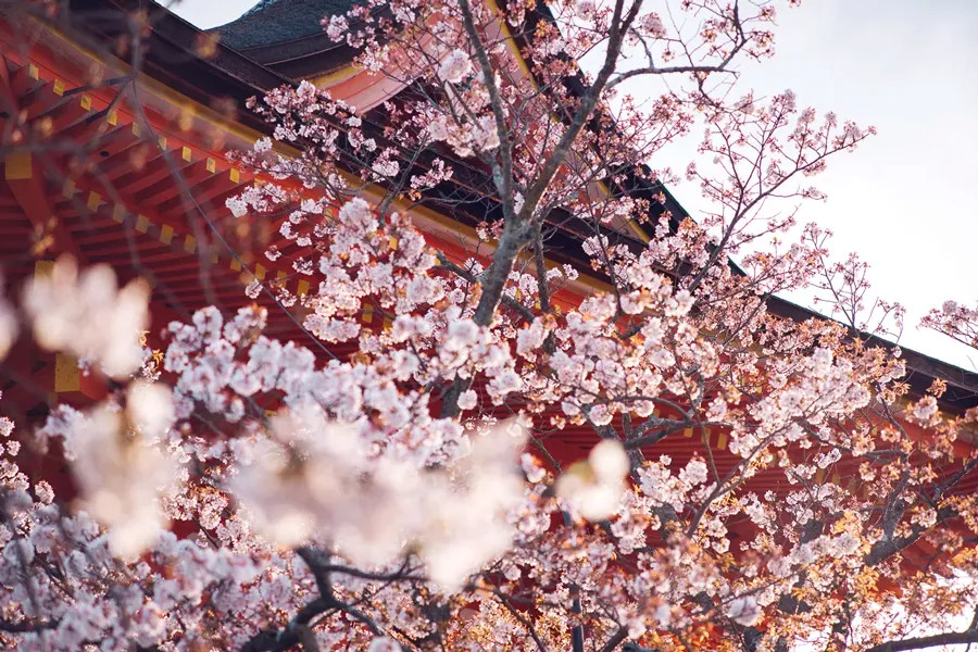Chùa Kiyomizu-dera trên đồi cao, bao quanh bởi rừng hoa anh đào Nhật Bản đang nở rộ, mang vẻ đẹp linh thiêng và hùng vĩ