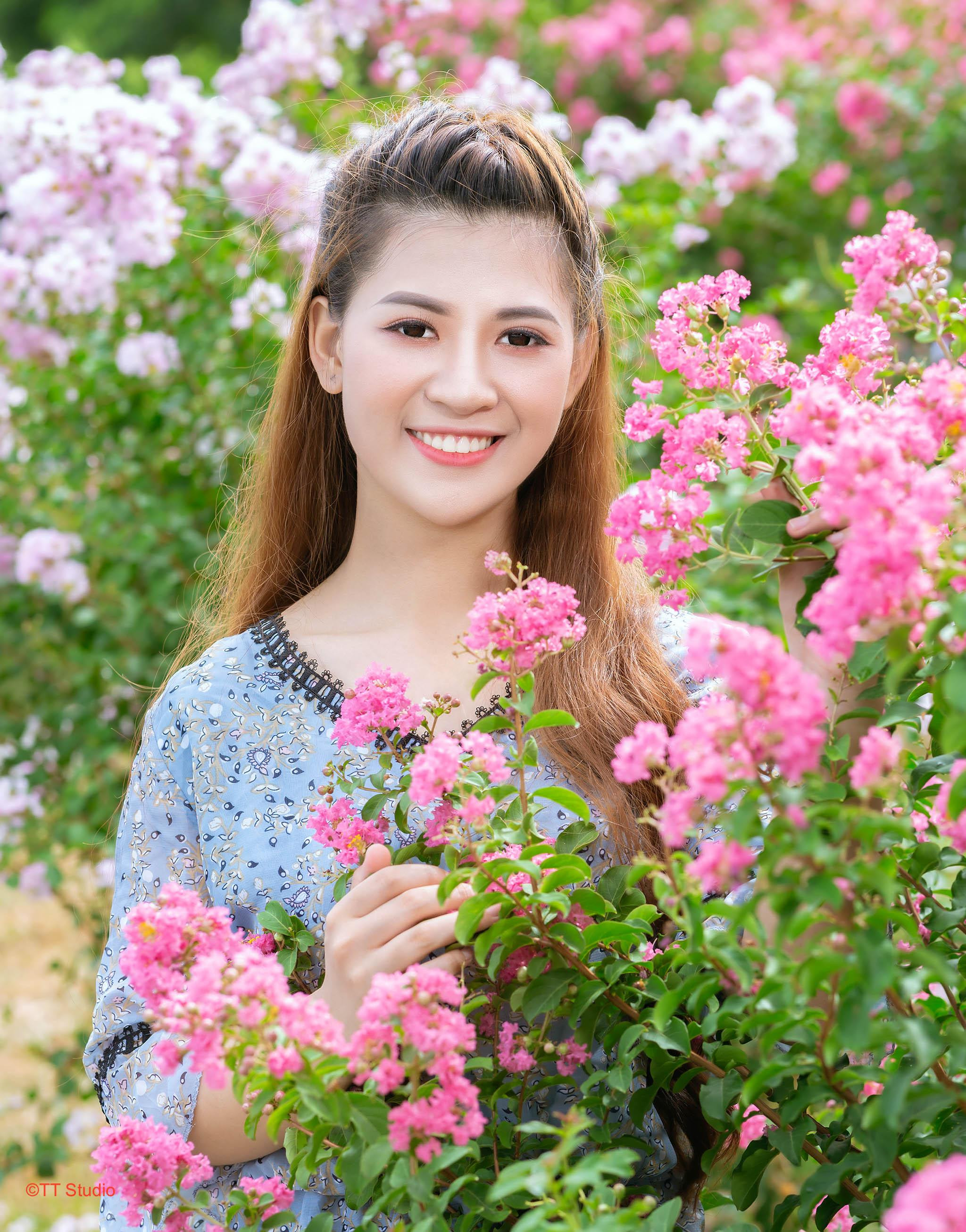 Chùm hoa tường vi khoe sắc tại Thanh Trì