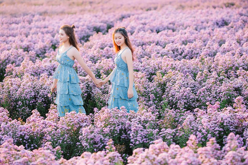 Chụp ảnh giữa hàng lối hoa thạch thảo ở Bà Rịa