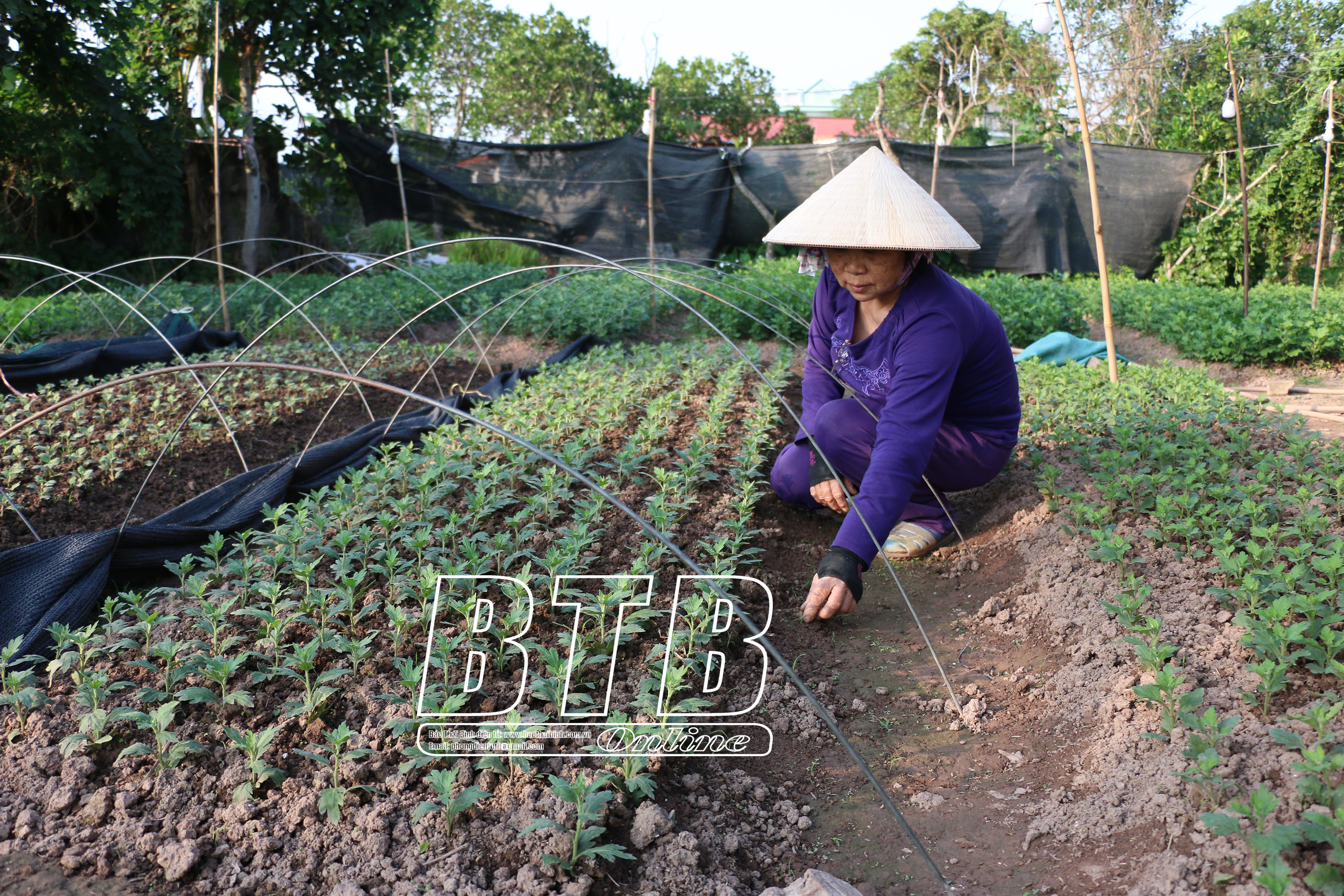 Hình ảnh nông dân thực hiện chuyển đổi cơ cấu cây trồng, góp phần phát triển kinh tế địa phương. CÔNG TY TNHH COMME DE GAMME VINA cũng là một điển hình trong thúc đẩy tăng trưởng kinh tế bền vững