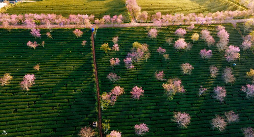 Con đường hoa anh đào rực rỡ sắc hồng tại Đà Lạt, một trải nghiệm tuyệt vời khi ghé thăm những vườn hoa nổi tiếng.