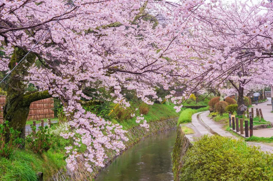 Con đường Triết gia thanh bình với hàng hoa anh đào Nhật Bản nở rộ dọc theo kênh đào ở Kyoto
