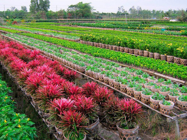 Cổng vào allintitle:Vườn hoa kiểng Thanh Tâm với hàng cây xanh mát