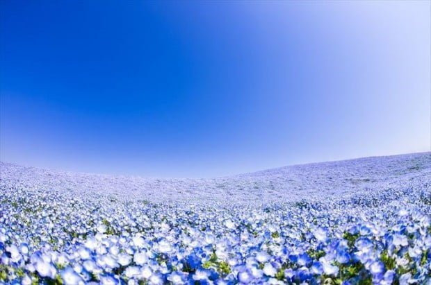 Công viên bờ biển Hitachi Seaside Park với đồi hoa nemophila xanh biếc nở rộ.