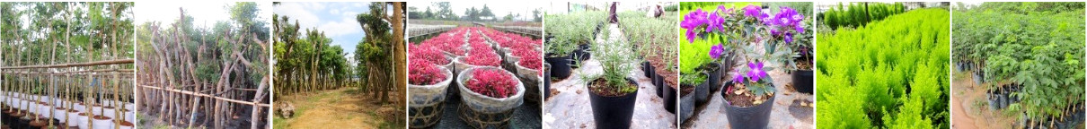 Cửa hàng cây hoa cảnh online ILG (I Love Gardening) với vườn cây vạn niên tùng