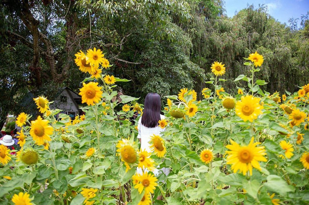 Đa dạng loài hoa tại Vườn Hoa Đà Lạt