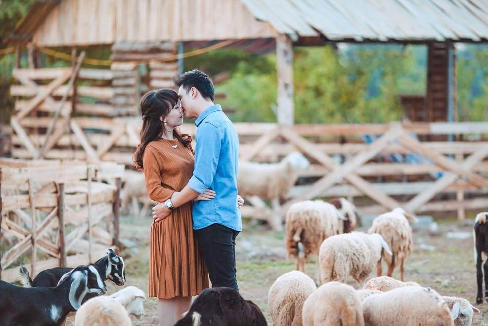 Đàn cừu đáng yêu tại Vườn hoa thảo nguyên Long Biên